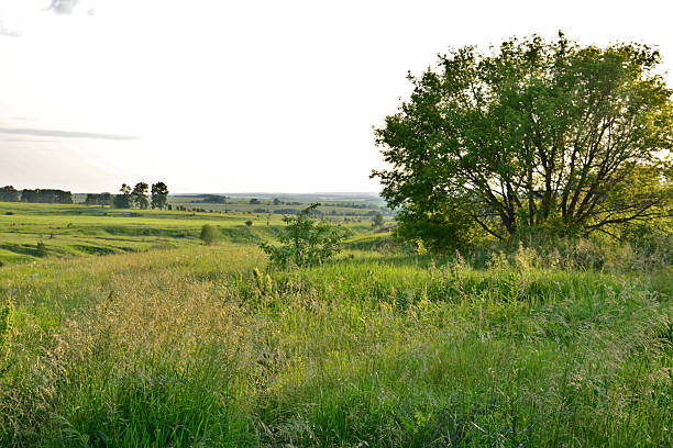 istock Tranquil Green Landscape with an appleTree and Grassy Meadow copy space 2224602301