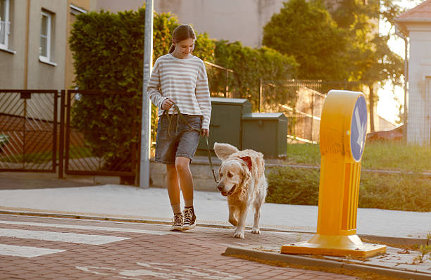 Girl Walking With Golden Retriever In The City At A Crosswalk