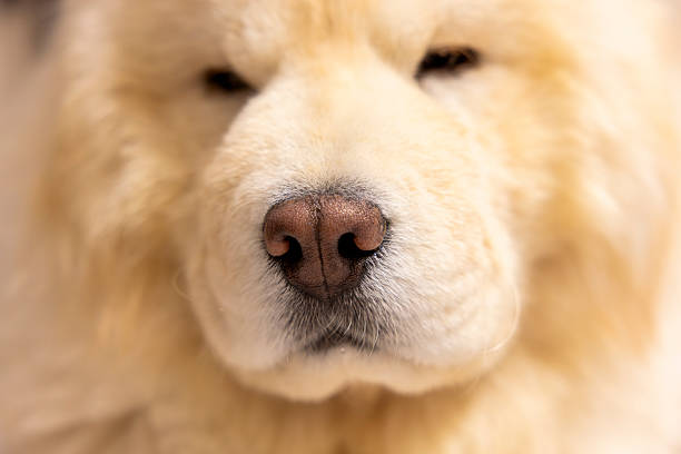 istock Sleepy Chow Chow in Cozy Room 2224605209