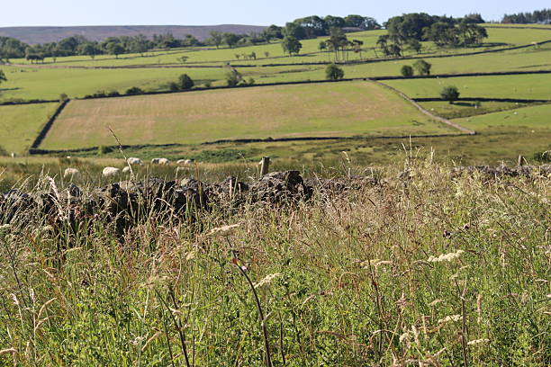 istock View across countryside fields in summer 2224605337