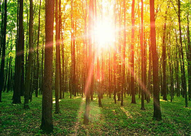 forest landscape in the morning