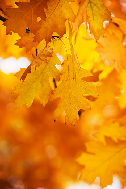 istock Leaves on the branches in the autumn forest. 2224605495