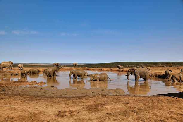 istock herd of elephants take a refreshment in mud lake in savannah 2224606406