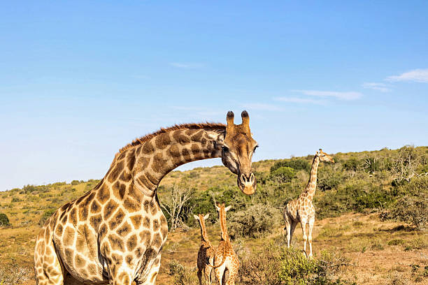 portrait of curious giraffe looking at camera, south africa
