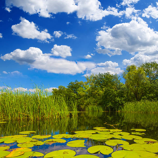 summer calm lake with forest on coast under a blue cloudy sky