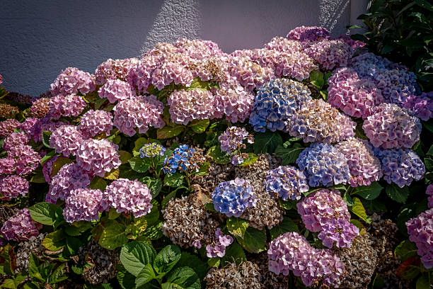 Closeup of hydrangeas flowers in a garden