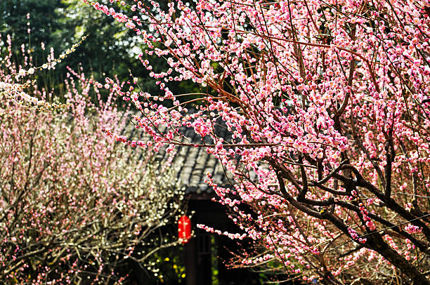 cherry blossom season in Chinese temple