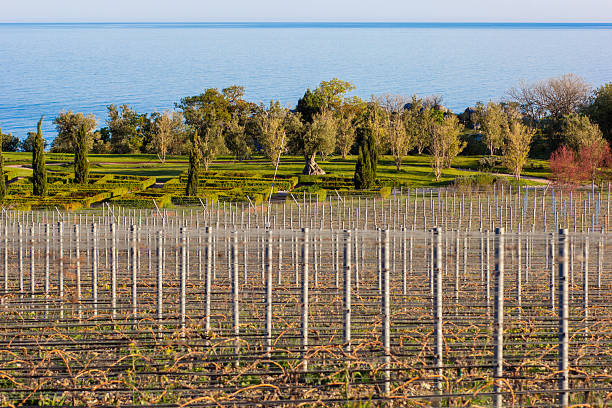 Neatly arranged vineyard rows stretch toward a manicured garden and lush trees, with the serene blue sea in the background.