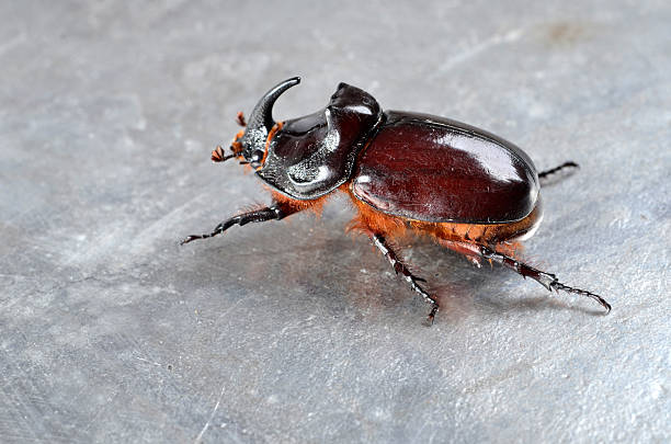 Closeup side view of a rhinoceros beetle