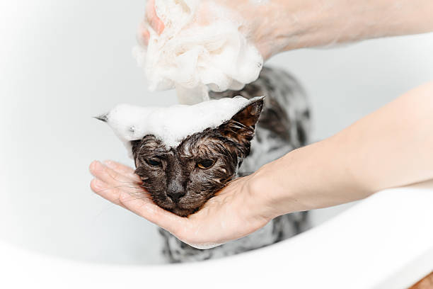 istock dark grey cat washing in white bath 2224612659
