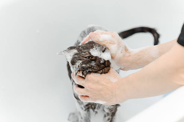 istock dark grey cat washing in white bath 2224612662
