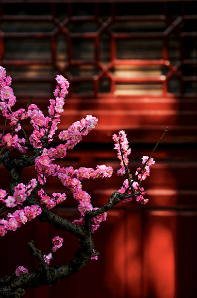 istock cherry blossom Chinese temple 2224615086