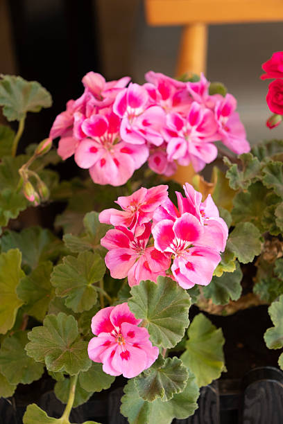 istock Pink petunias (Petunia), close-up 2224615173