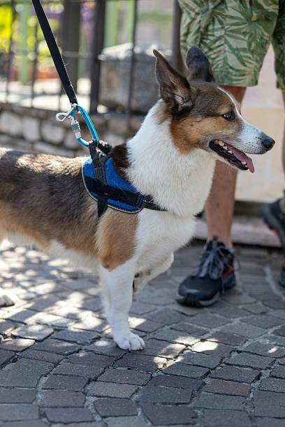 istock Cheerful dog on a leash with owner on a sunny day 2224618780