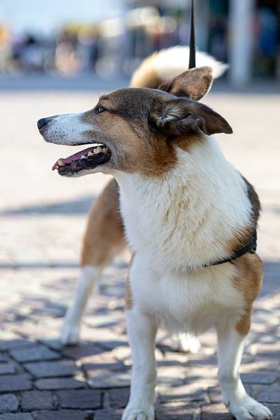 A happy dog on a leash standing on a cobblestone street in a sunny urban setting.