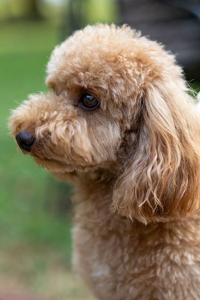istock Close-up of a fluffy brown poodle. 2224618834