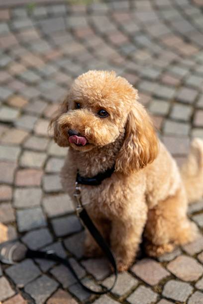 istock Adorable poodle on cobblestone pavement. 2224618850