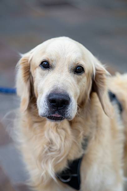 istock Golden Retriever Dog Close-Up 2224618894
