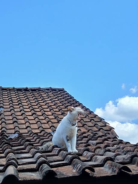 istock The Cat On The Roof 2224619810