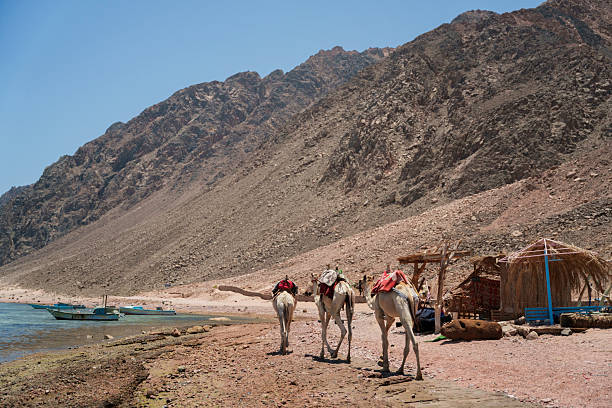 Three camels walk along a rocky shoreline with saddles on their backs. They are positioned near a small, rustic structure made of wood and straw. In the background, a rugged mountain range rises sharply against a clear blue sky. Adjacent to the shore, several small boats are docked on calm water. The environment reflects an arid, desert-like landscape.