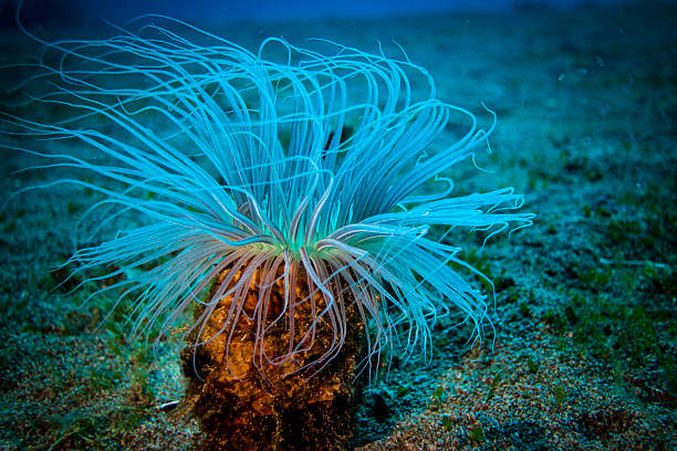 istock Fringed Cerianthid (Pachycerianthus fimbriatus) stock photo 2224621307