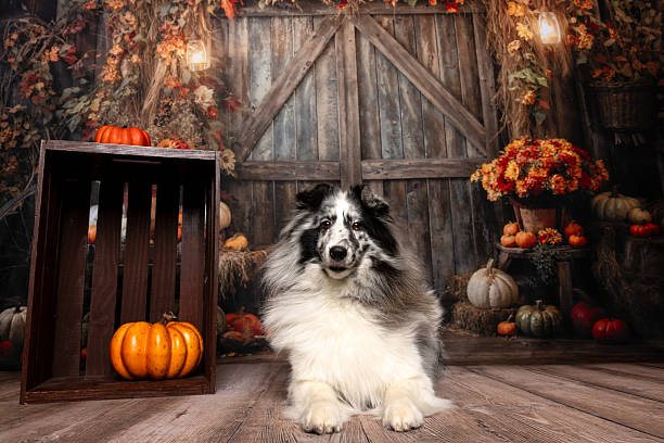 istock Fluffy Black and White Dog in Rustic Fall Barn Scene 2224622314