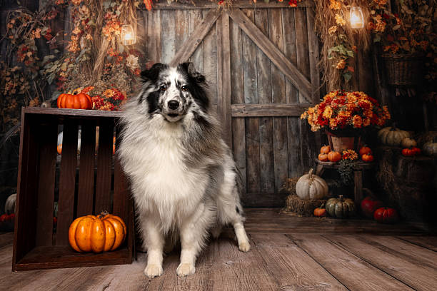 istock Long-Haired Dog in Autumn Barn Setting with Pumpkins 2224622329