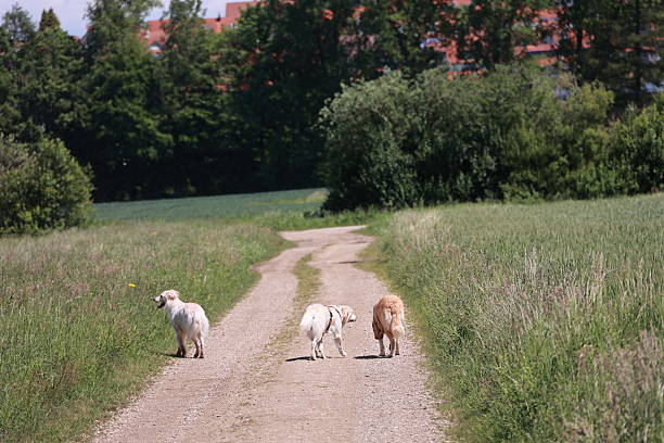 Three dogs are walking down a dirt road in a grassy field. The dogs are of different sizes and breeds, and they seem to be enjoying their walk. The scene is peaceful and serene, with the dogs