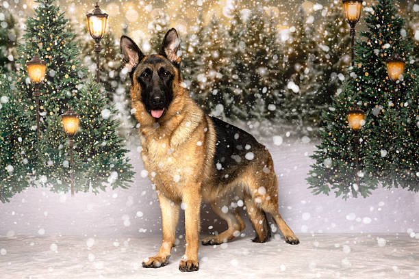 Full-body view of a German Shepherd sitting in snow with festive pine trees and glowing lanterns in the background. A magical winter setting perfect for seasonal content and holiday designs.