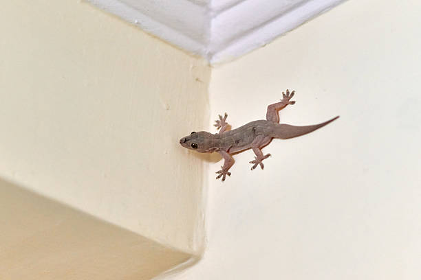 istock Small nimble gecko crawls on wall inside house, delicate feet of lizard navigating vertical surface 2224623934