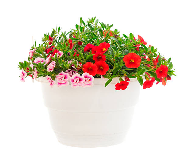 istock Calibrachoa flowers in a basket isolated 2224624285
