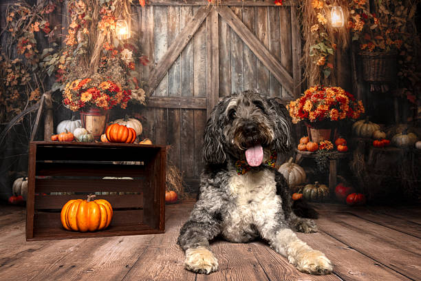 istock Scruffy Dog in Cozy Fall Barn Scene with Pumpkins 2224625009