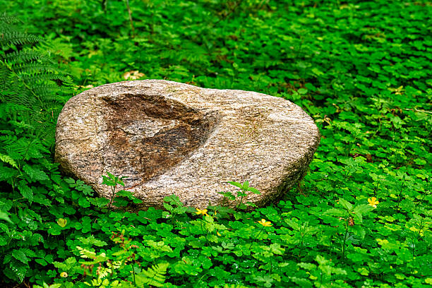 A large, smooth stone is nestled among vibrant green plants in a tranquil forest, captured in bright daylight.