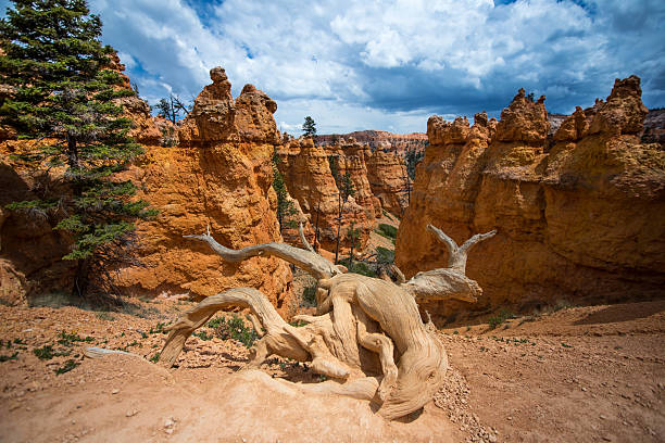 A weathered, gnarled tree root sprawls dramatically over the edge of a rugged canyon in Bryce Canyon National Park, Utah. Surrounded by iconic orange hoodoos and vibrant desert cliffs under a partly cloudy sky, this striking natural scene captures the raw beauty and resilience of the American Southwest. Perfect for themes of wilderness, resilience, and the passage of time.