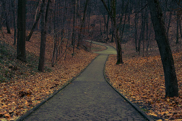 empty dusk October fall season park without people here brown color of falling leaves bare branches trees