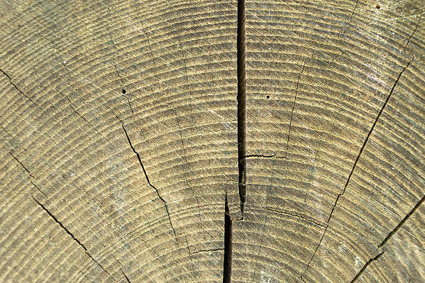 istock Tree trunk cross-section revealing annual growth rings and natural patterns 2224630888