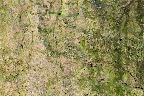 Natural mossy stone surface with green and brown textures.