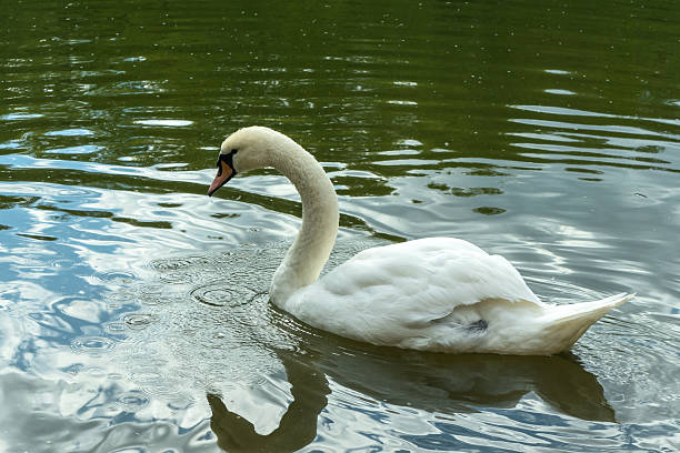 istock Swans gracefully foraging in the shallow lake waters during spring. Feeding on bottom-dwelling creatures. Elegant swans diving for food. 2224631585