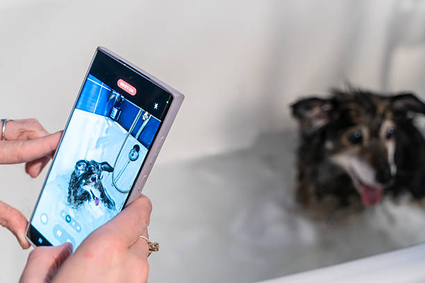 istock Happy small funny dog enjoying a bubbly bath while its owner captures the moment on a smartphone, showcasing the joy of pet care and modern lifestyle. 2224631622