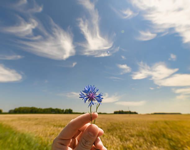 istock A single cornflower held in the hand against the backdrop of fields and a sky with blurred clouds, the freshness of meadows 2224631654