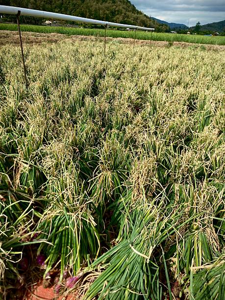 istock Freshly harvested shallots are spread out 2224633216