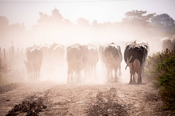 Rear body of cows, walking through the dust.
