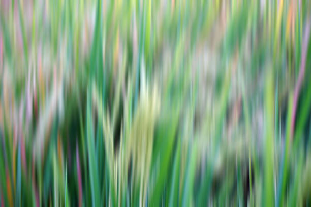 Blurry background of the green grass texture. Paddy plant in digital blur motion effect backgrounds. Soft green background.
