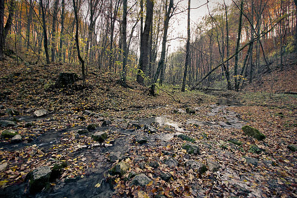 golden autumn in the forest. Landscape with a river in an autumn forest