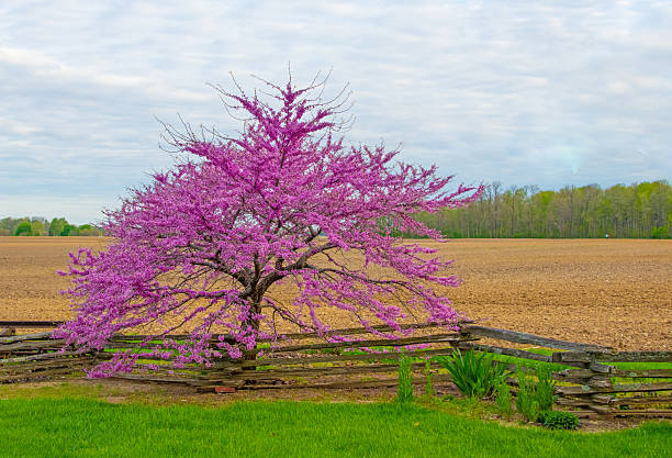 istock Redbud Tree with split rail fence and plowed field-Howard County, Indiana 2224634809