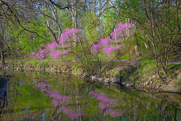 istock Redbud Trees reflected in a small creek-Howard County, Indiana 2224634832