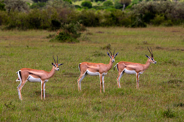 Three male gazelles stand alert in the arid grasslands of Maasai Mara National Reserve. Their slender horns and graceful bodies are clearly visible in the dry open plains. Captured from the side, this natural moment emphasizes their awareness and harmony with the wild landscape.