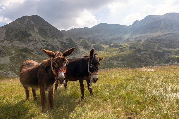 istock Two donkeys with halters standing together in mountain meadow 2224635866