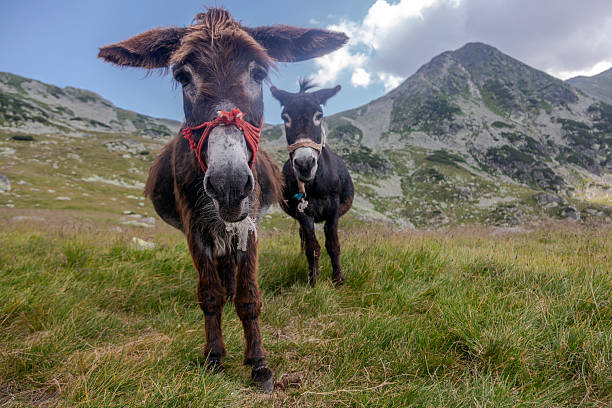 istock Two donkeys with halters standing together in mountain meadow 2224635895