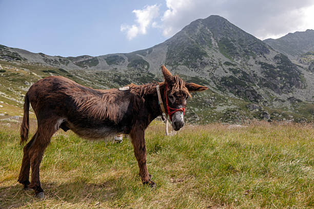 istock Brown working donkey in alpine environment with mountainous terrain 2224635896